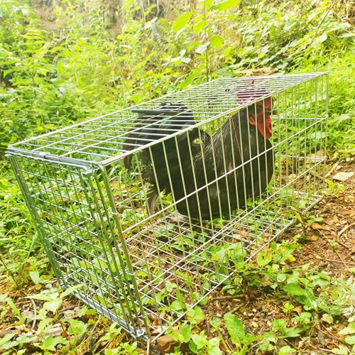 Animal Trap Cage Pigeon Squirrel Racoon Outside Trapping Live Small Animal Bird Trap Cage - size: 23.6"*11.8"*11.8"/Medium