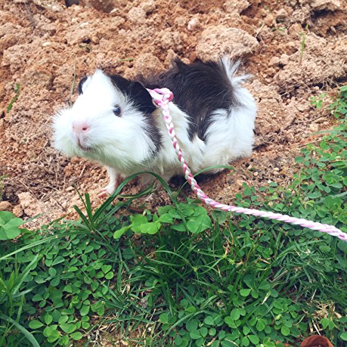 Hypeety Syrian Hamster Leash Harness Set Adjustable Training Walking Lead | Adjustable 0.79-3.54'' chest, 55.12'' lengh, soft nylon leash with finder bells, for rat/gerbil, easy to put on, random color - color: Rope Random 55.12"