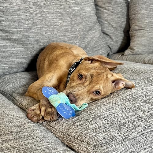 Nylabone Puppy Chew 2-in-1 Teething Freezer Bone Dog Chew Toy, Small | Peanut butter flavor, teething toys for puppies, puppy teething freezable to soothe sore gums, for small puppies up to 25 lbs - size: Small
