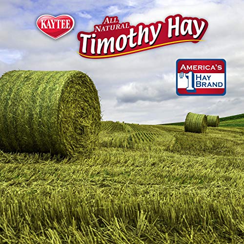 Kaytee Timothy Hay Plus Carrots for Pet Guinea Pigs, Rabbits & Other Small Animals, 24 oz (Pack of 2) - size: 1.5 Pound (Pack of 2)