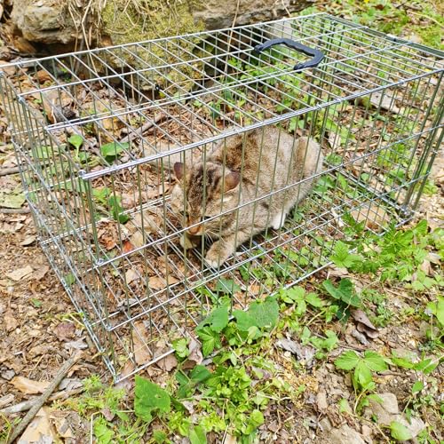 Animal Trap Cage Pigeon Squirrel Racoon Outside Trapping Live Small Animal Bird Trap Cage - size: 23.6"*11.8"*11.8"/Medium