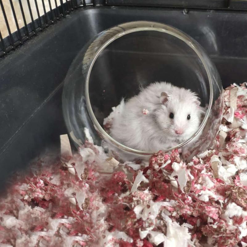 INOOMP Glass Nest for Hamster Chinchilla Small Animal Dust Bath Container Guinea Pig Hideout Pet Cooling Hut