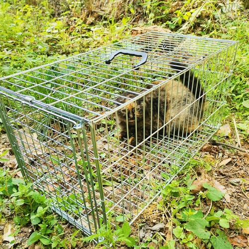 Animal Trap Cage Pigeon Squirrel Racoon Outside Trapping Live Small Animal Bird Trap Cage - size: 23.6"*11.8"*11.8"/Medium