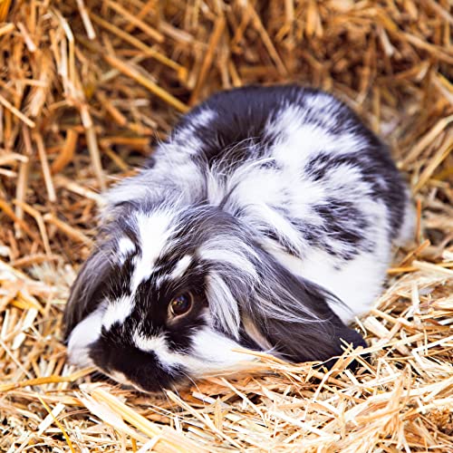 Blue Mountain Hay Timothy Hay Easy Flake Feed for Small Pets, 40oz | Easy Flake Timothy Hay, High Fiber Daily Forage, Soft Leafy Texture, Supports Digestion and Dental Care, Natural Nutrition - size: 2.5 Pound (Pack of 1)