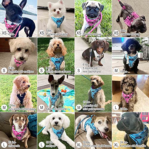 haapaw Dog Harness with Leash Set, No Pull Adjustable Reflective Step-in Puppy Harness with Thickened Padded Vest for Extra-Small/Small Medium Dogs - color: Grey / Blue, size: M