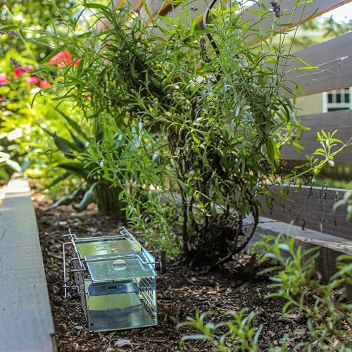 Havahart X-Small Animal Trap, 2-Door Humane Trap for Mice, Voles, Shrews | Humane Catch & Release Trap for Moles & Small Rodents, Galvanized Steel Mesh Construction, Weather-Resistant, Mouse Traps