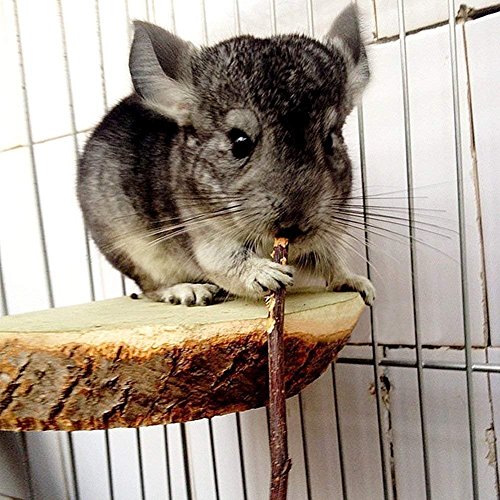 TAI JI 500g(18oz) Apple Sticks Small Animals Chew Toys for Chinchillas Guinea Pigs Rabbits Hamsters Squirrels - size: 1.13 Pound (Pack of 1)