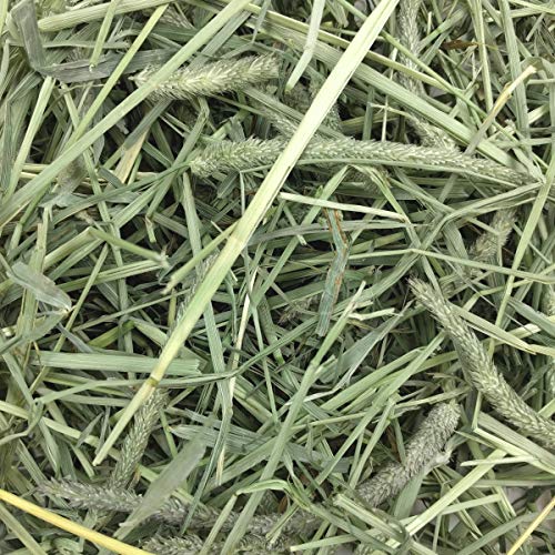 Oxbow Western Timothy Hay, Rabbit & Guinea Pig Hay, High Fiber, USA, 40 oz | Oxbow Timothy Hay, Bunny Hay For Rabbits, Guinea Pigs, Bunnies and Chinchillas, Hand-Sorted, De-Dusted, Made in USA - size: 40 Ounce (Pack of 1)