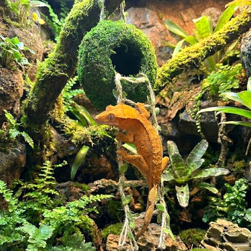 Moss Cave Hideout with Hanging Rope & Hemp Climbing Ladder – Natural Reptile Tank Decor Accessories for Crested Geckos, Chameleons, Tree Frogs, Leopard Geckos & Snakes. Terrarium & Vivarium Decor (6") - size: 6"