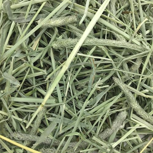 Oxbow Timothy Hay, Rabbit & Guinea Pig Hay, High Fiber for Digestive Health, Grown in the USA, Veterinarian Recommended Small Pet Supplies, for Rabbits, Guinea Pigs, & Chinchillas, 15 oz. (Pack of 2) - size: 15 Ounce (Pack of 2)