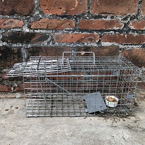 Gingbau Squirrel Trap Foldable Heavy Duty Humane Live Animal Cage Trap (Not for Mouse)