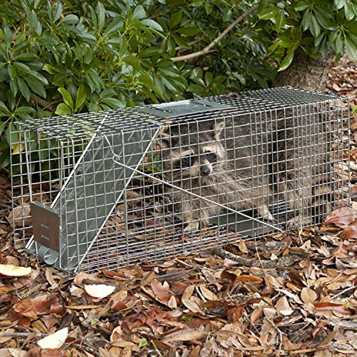 Havahart Large 1-Door Live Animal Trap for Raccoons, Cats, Bobcats, Beavers | Heavy Duty Humane Catch and Release Cage Trap for Outdoor Pest Control, 1079SR