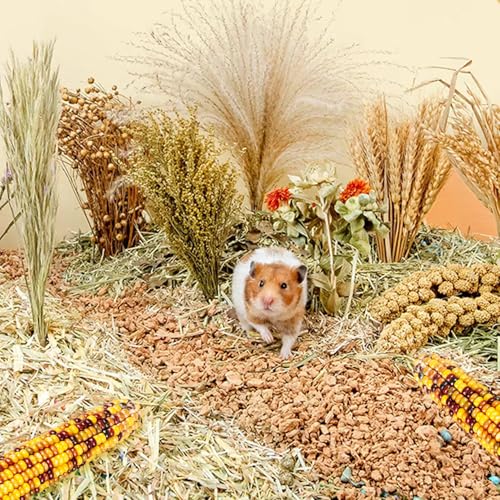 Natural Ear of Grain Flower&Herb Bedding Mate Habitat Decor, Adding Fun Hamster Accessories for Hamsters Gerbils Lemming - color: Miscellaneous grain crops