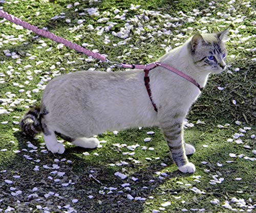 PetSafe Come with Me Kitty Harness and Bungee Cat Leash, Dusty Rose, Medium | Adjustable 2-Point Fit Applies Gentle Pressure to Shoulders, Not Neck, for Small & Average Cats with 10.5 in - 14 in Girth - color: Dusty Rose, size: Medium (Pack of 1)