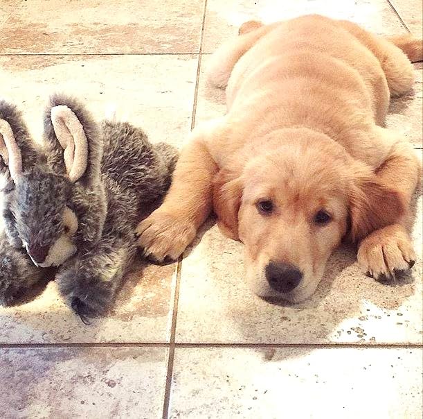 Fluff & Tuff Walter Wabbit Plush Dog Toy - 12" - size: 12 Inch (Pack of 1)