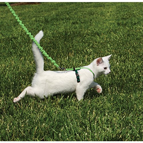 PetSafe Come with Me Kitty Harness and Bungee Leash, Large, Lime - color: Lime, size: Large (Pack of 1)