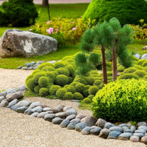 1-2mm Coarse Sand for Plants, 12lbs Horticultural Sand for Gardening | Desert Silica Sand for Cactus, Vases, Aquariums, Terrarium, Fish Tank, Drainage Rocks for Potted Plants, Bamboo, Crafts