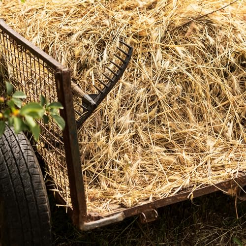 High Desert Orchard Grass Hay for Rabbits, Guinea Pigs, Chinchillas, 4 lb | Soft Leaf Low Protein Forage, Ideal For Adult Or Overweight Pets, Great Alfalfa Alternative, Hand Packed in the USA, Low Dust