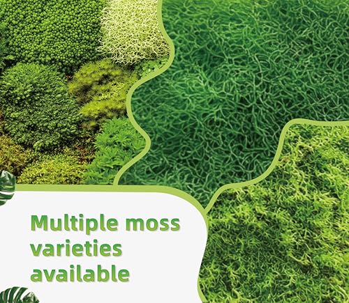 Live Moss for Terrarium Bedding & Reptile Enclosures | Moisture-Holding Layer, Humid Hide Accent, Forest-Floor Look, Easy to Trim, For Frogs, Geckos, Turtles, Snakes