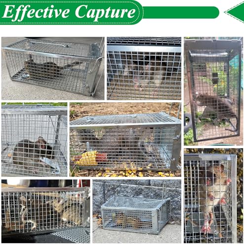 2 Packs Humane Rat Mouse Trap Outdoor Live Animal Cage Indoor & Outdoor | Silver Iron Galvanization, Reusable Safe for Children & Pet, Waterproof
