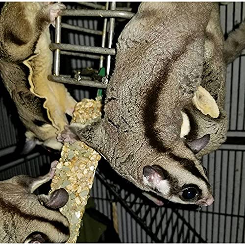 Exotic Nutrition Eucalyptus Sticks - Healthy Vitamin-Fortified Crunchy Chew Treat - Natural Treat for Sugar Gliders - Made with Eucalyptus Leaves, Oats, Fruit, Honey