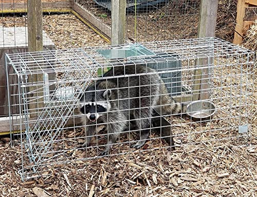Faicuk Large Collapsible Humane Live Animal Cage Trap for Raccoon, Opossum, Stray Cat, Rabbit, Groundhog and Armadillo 32 x 11 x 13 Inch - size: 32" x 11" x 13"