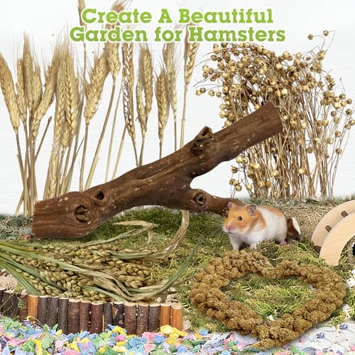 Tfwadmx 2PCS Wood Hamster Climbing Branches & Small Animal Natural Ear of Grain Spray Hamster Bedding Habitat Decor Rat Exercise Toys Treat Cereal Grain for Hamsters Gerbils