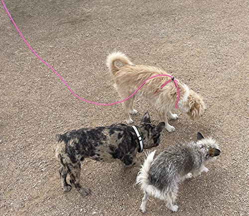12-Foot Mini Pig Harness - Adjustable Harness & Leash for All Animals - Pigs, Ferrets, Rabbits, Guinea Pigs, Dogs, Cats, Reptile, and Chickens - color: Pink