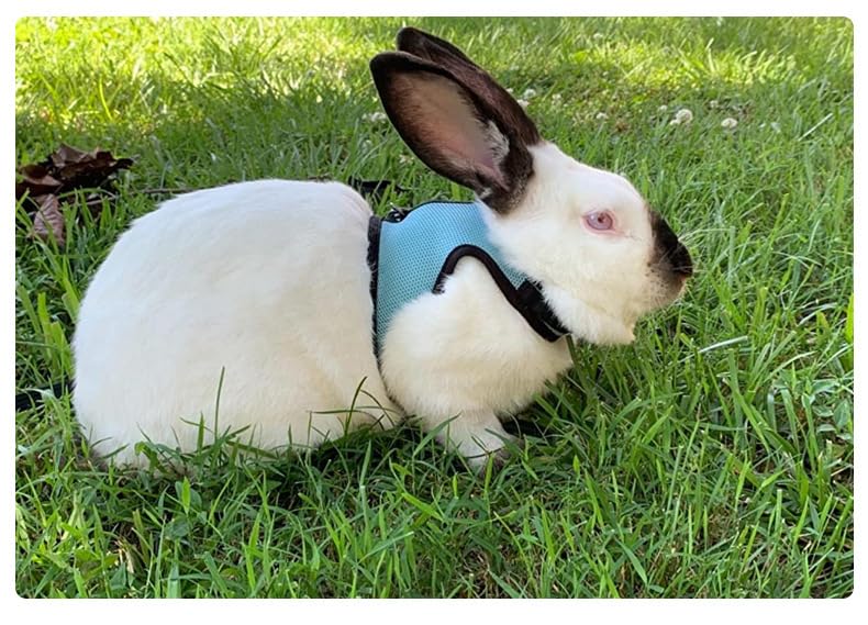 Bunny Harness and Leash Escape Proof Soft Mesh Rabbit Leash and Harness Set | Breathable Mesh Prevents Overheating, Dual Adjustable Tape Quick Buckle Anti-escape, For Rabbits Ferret and Small Animals - color: Hot Pink, size: L(Chest 7.9–12.6 in)Rabbit,You