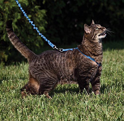 PetSafe Come with Me Kitty Harness and Bungee Cat Leash, Royal Blue, Large | Adjustable 2-Point Fit Applies Gentle Pressure to Shoulders, Not Neck, for Average and Large Cats with 13 in - 18 in Girth - color: Royal Blue, size: Large (Pack of 1)