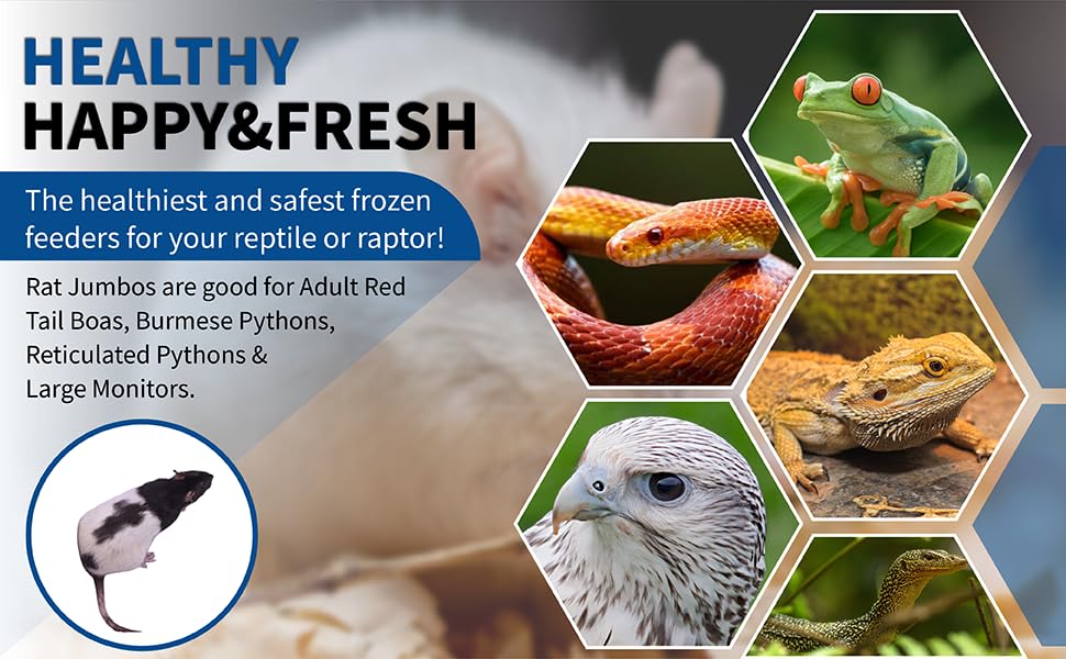 MiceDirect 30 Frozen Rat Jumbo Feeders Snake Food for Juvenile Ball Pythons Monitors Lizards (9-11 in)(8250 Grams Min) - size: 9-11 in (Pack of 30)