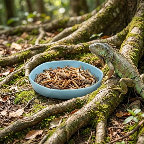 6 Pack Plastic Water Feeder Bowl Small Reptile Food Dish Bowl Reusable Worm Water Dish Plate Small Reptile Feeding Dishes for Lizard Gecko Bearded Dragon Chameleon Hermit Crabs 4" W x 4" D x 0.5" H