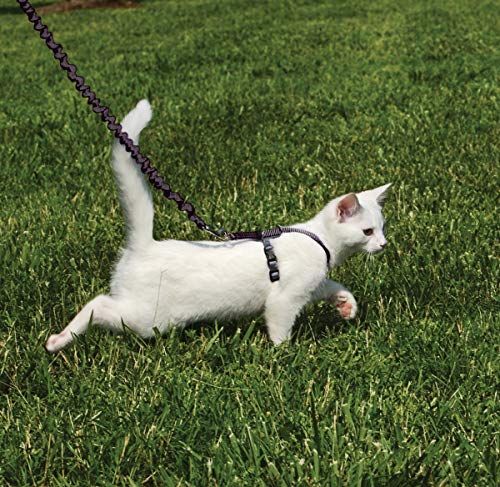 PetSafe Come with Me Kitty Harness and Bungee Cat Leash, Black, Small | Adjustable 2-Point Fit Applies Gentle Pressure to Shoulders, Not Neck, for Kittens and Small Cats with 9 in - 11 in Girth - color: black/fawn, size: Small (Pack of 1)