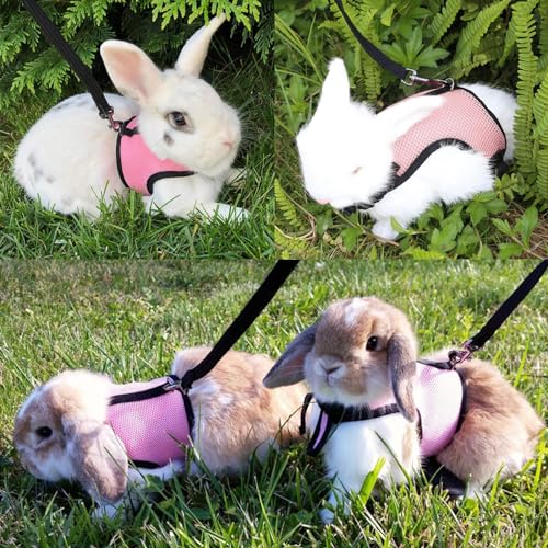 Rabbit Carrier Small Pet Carrier with Bunny Harness and Leash | Large Bunny Carrier Clear Bubble Window Small Animal Carrier for Guinea Pig Ferret Hedgehog Squirrel Kitten Travel Walking - color: Rabbit Carrier Backpack