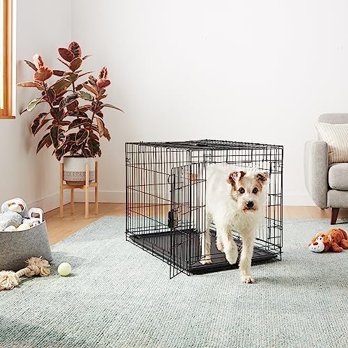 Amazon Basics Portable Metal Wire Dog Crate with Removable Tray, Single Door with Divider Panel, Foldable, Collapsible, Easy to Assemble & Clean, 36" x 23" x 25", Black - size: 36 x 23 x 25 in, style: Single Door w/ Divider