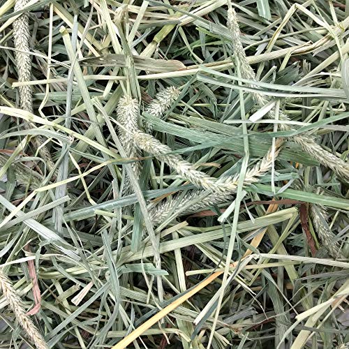 Oxbow Hay Blends, Western Timothy Hay & Orchard Grass, Guinea Pig Food, Small Pet Bunny Supplies, All Natural Grass for Guinea Pig & Rabbit, Oxbow Rabbit Supplies for Bunnies, 90 oz. bag | Oxbow Timothy Hay, Bunny Hay For Rabbits, Guinea Pigs, Bunnies and