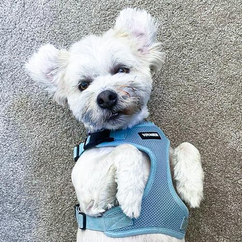 Voyager Step-in Lock Dog Harness - Baby Blue, X-Small | 13 - 16" in Chest, Adjustable, Breathable Air Mesh, Lightweight for Daily Walks, Strong Clips, Heavy Duty D-Ring - color: Harness (Baby Blue), size: XS (Chest: 13 - 16")